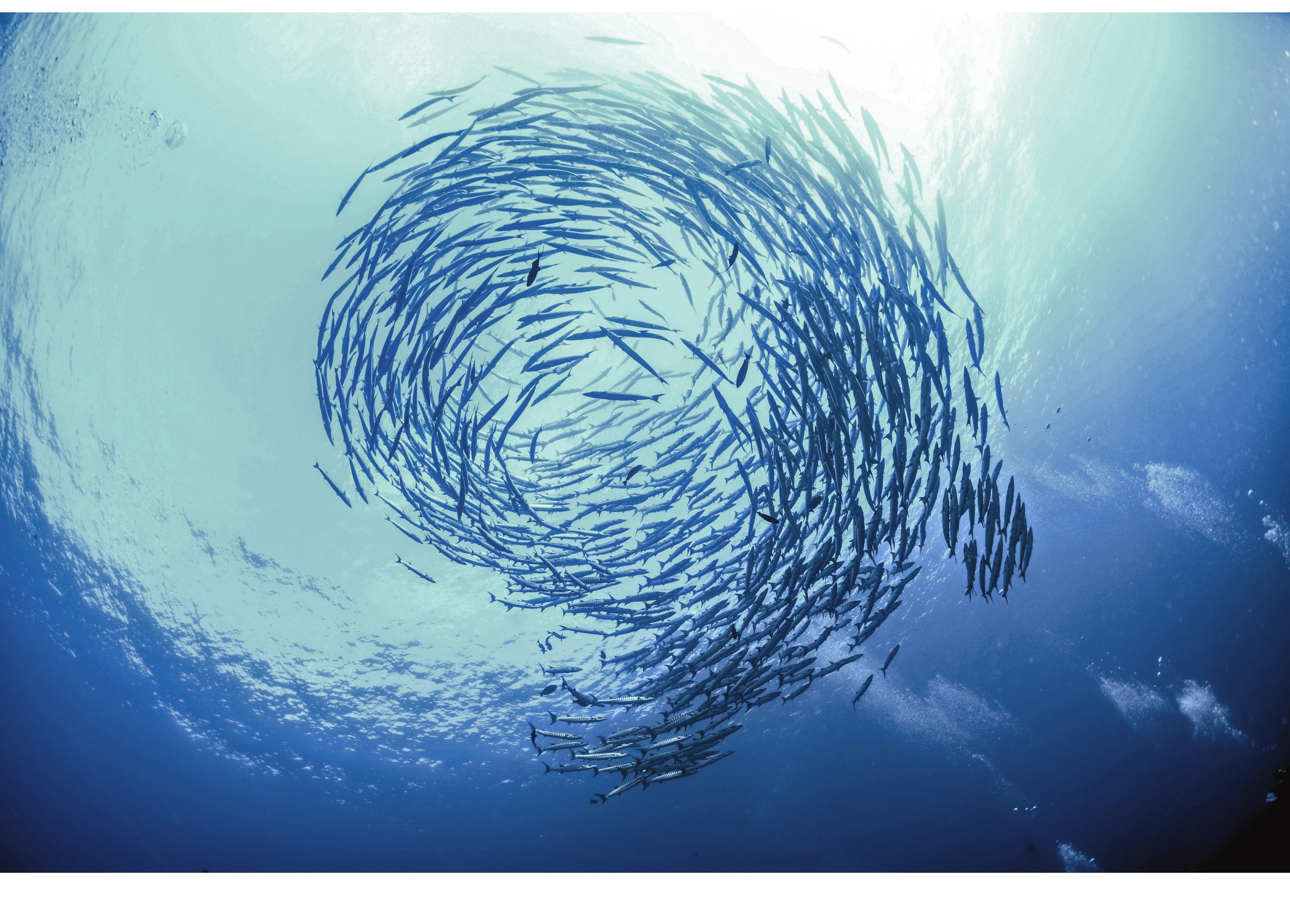 Shoal of fish in the ocean